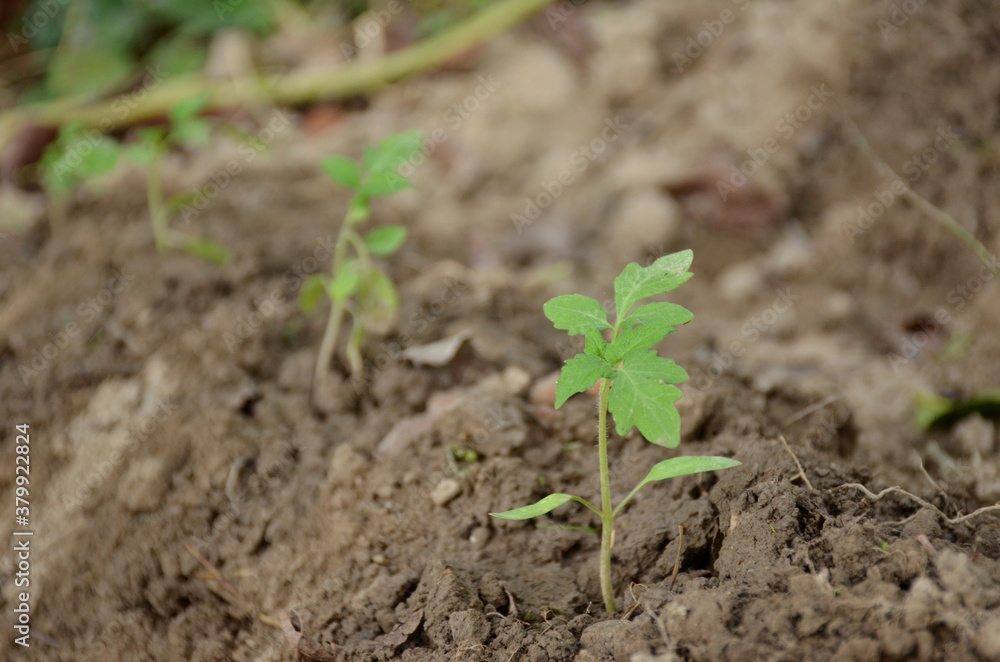 bunch the small ripe green tomato plant seedlings in the garden. bunch the small ripe green tomato plant seedlings in the garden.
