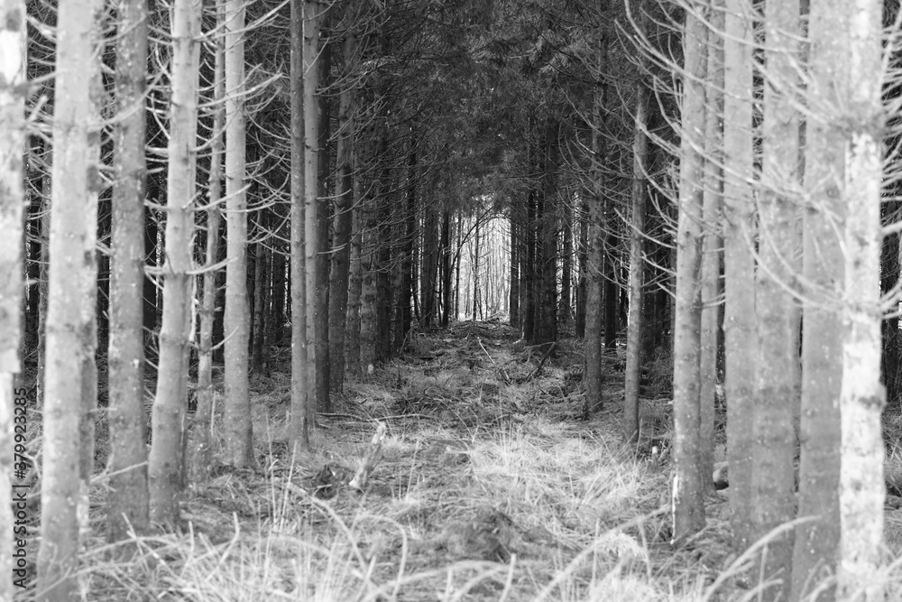 Fototapeta premium forest in winter