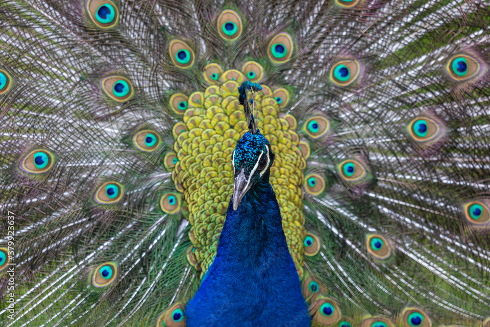 Obraz premium Portrait of beautiful peacock. Close-Up Of Peacock With Fanned Out Feathers.