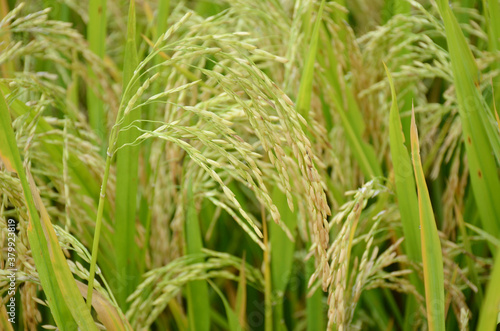 the green ripe paddy plant grains in the field meadow