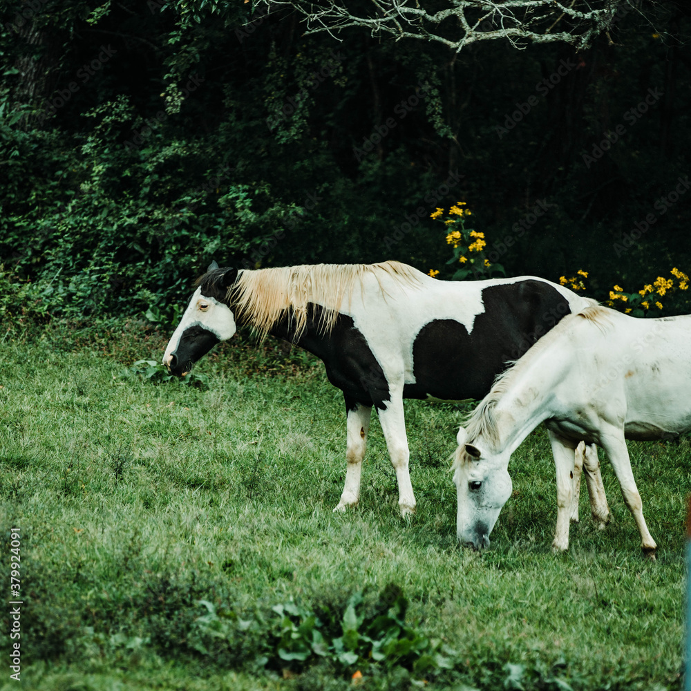 Two horses in a field