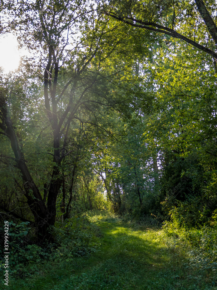 Naklejka premium Lichtstrahlen auf dem Waldweg