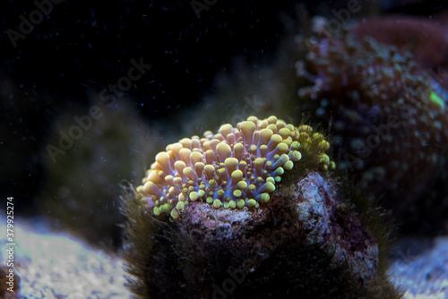 colorful ricordea yuma in reef aquarium