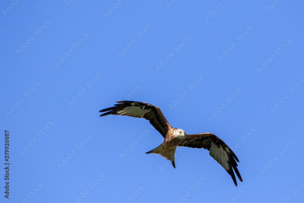 Obraz premium Rotmilan im Flug