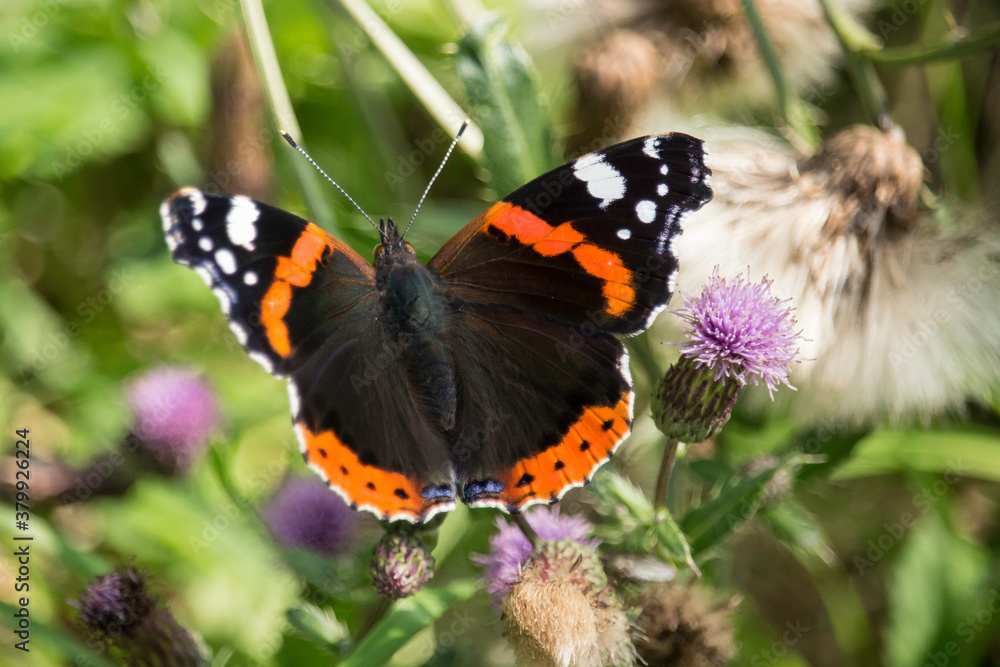 Admiral (Schmetterling) auf Distelblüte Admiral (Schmetterling) auf Distelblüte