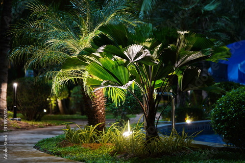 Evening at the condominium.  Palm trees. Thailand. Pattaya.