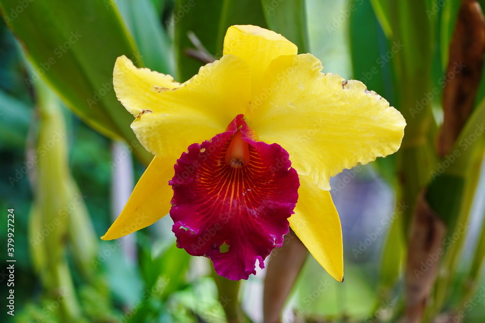 Fototapeta premium Closeup of a yellow orchid.
