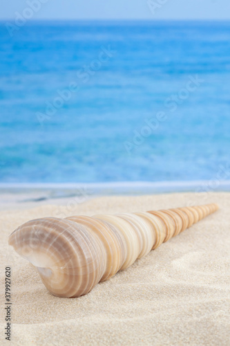 Spiral shape seashell on sandy beach center view with sea or ocean waves as background for vertical macro vacation wallpaper