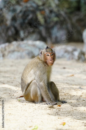 Macaque monkey is sitting on the sand. © ELENA MASTEROVA