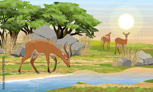 A herd of Cob antelopes on the bank of a shallow river. African savannah and bash. Wild mammals of central Africa. Realistic vector landscape