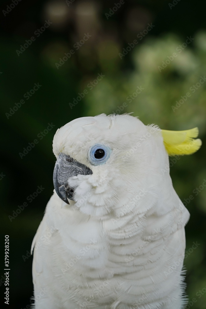A large white cockatoo parrot sits on a stick. A large white cockatoo parrot sits on a stick.