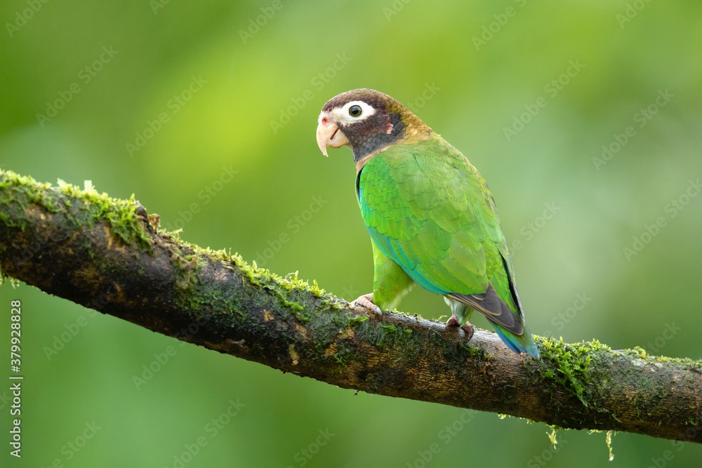 The brown-hooded parrot (Pyrilia haematotis) is a small parrot which is a resident breeding species from southeastern Mexico to north-western Colombia.