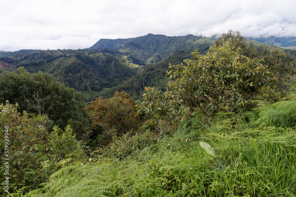 Obraz premium Andyjska dolina w centralnej Kolumbii