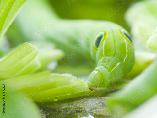 Green caterpillars eat water lettuce leaf