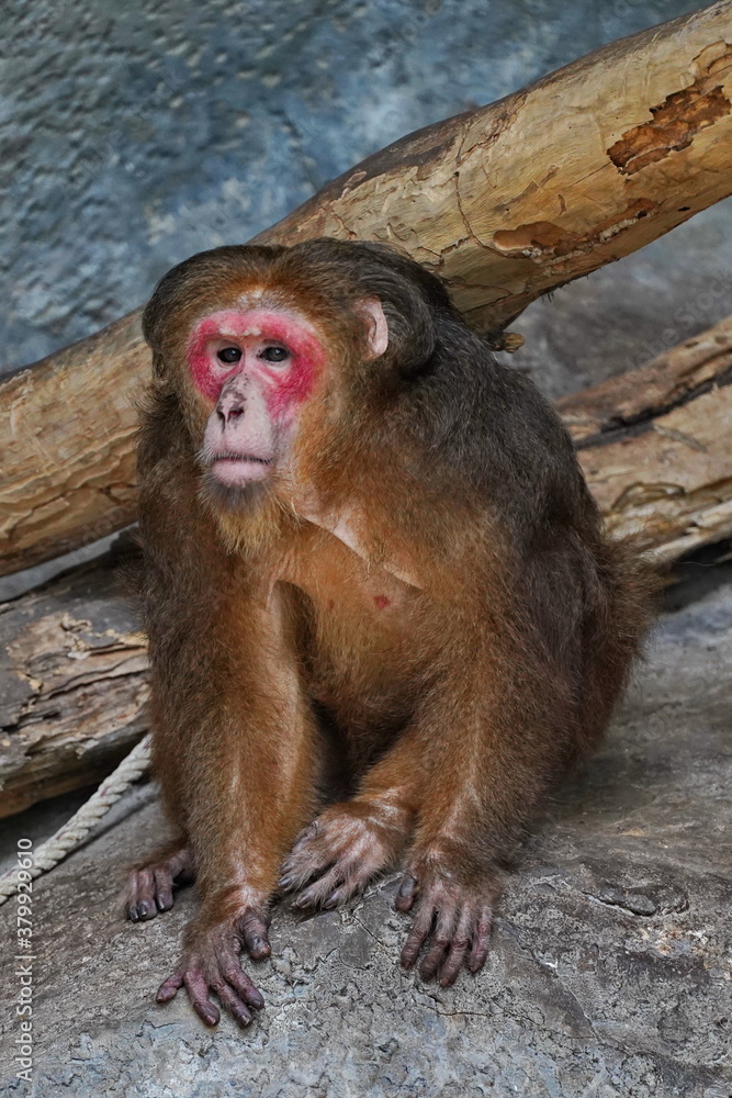Bear red-faced macaque in the zoo of the city of Pattaya.