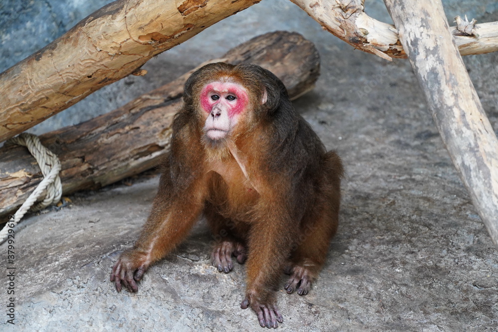 Bear red-faced macaque in the zoo of the city of Pattaya.