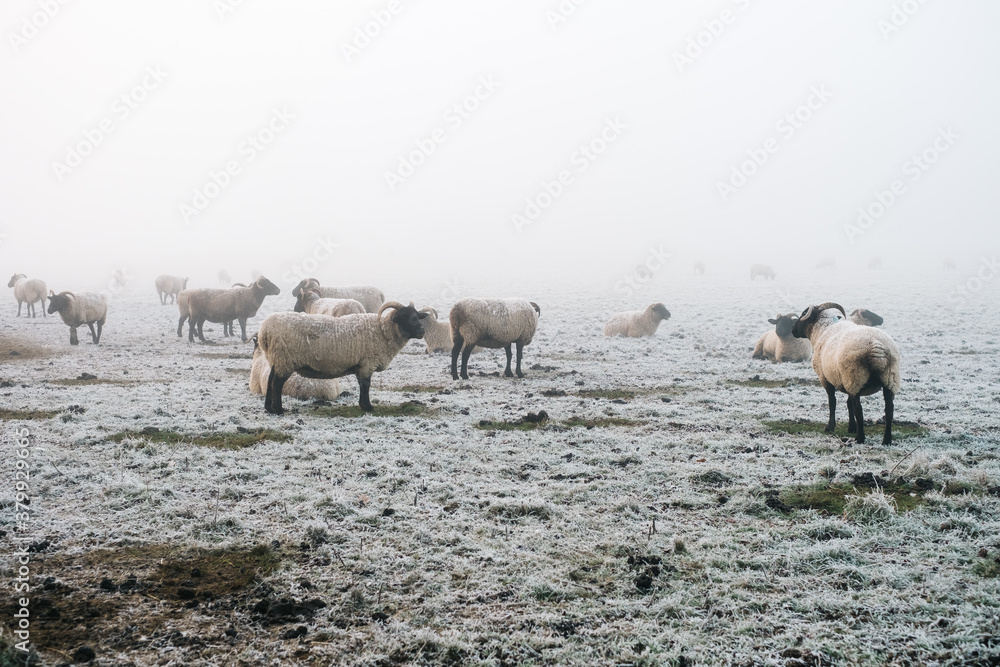 Sheep Sheep