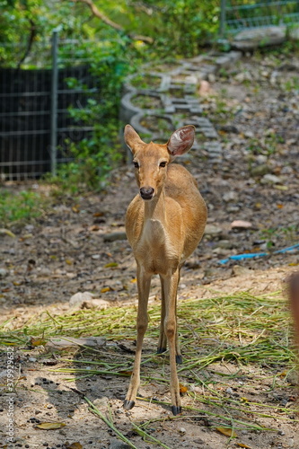 Roe deer in the zoo of Pattaya city