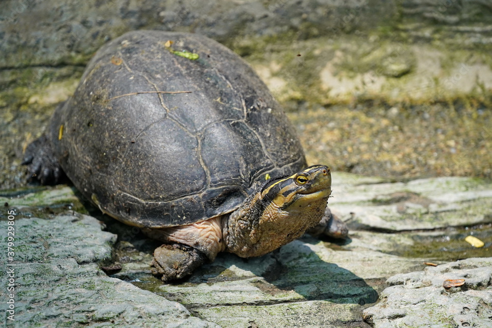 Turtle with yellow stripes on the head.