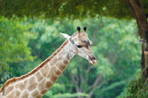 Closeup of a giraffe's head in a zoo.