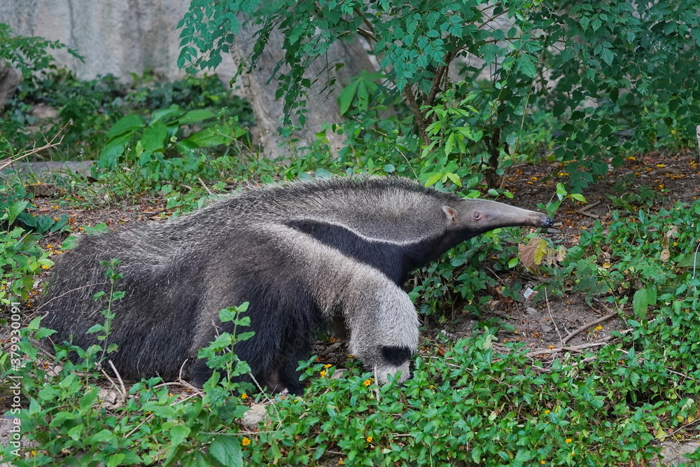 Giant anteater in the zoo of Pattaya city. Giant anteater in the zoo of Pattaya city.
