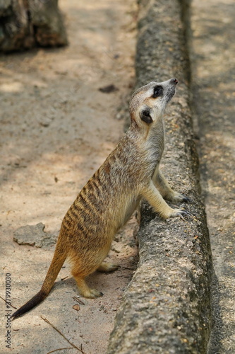 Meerkat in the zoo of Pattaya city.