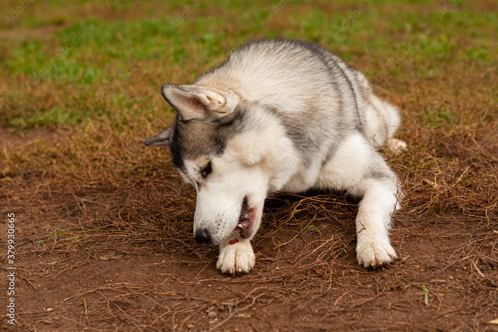 A gray Siberian husky that sits on a background of green grass and is tasty. Dog on natural background.