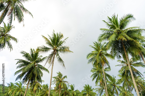 palm grove. Palm trees in the tropical jungle. Symbol of the tropics and warmth
