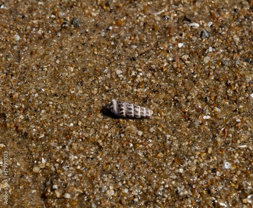 urchin on the sand