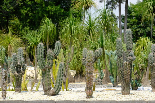 Mexico City - Chapultepec Forest and Botanical Garden Cactus field