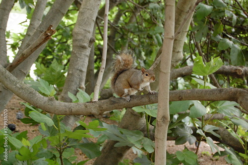 Fototapeta Naklejka Na Ścianę i Meble -  Braunes Eichhörnchen auf einem Ast im Baum. Fotografiert im St. James's Park in der Nähe des Buckingham Palace in London.