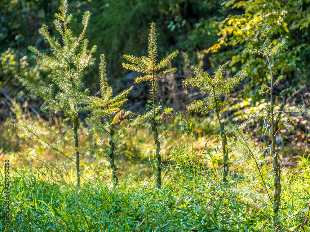 Fototapeta premium Wiederaufforstung im Mischwald