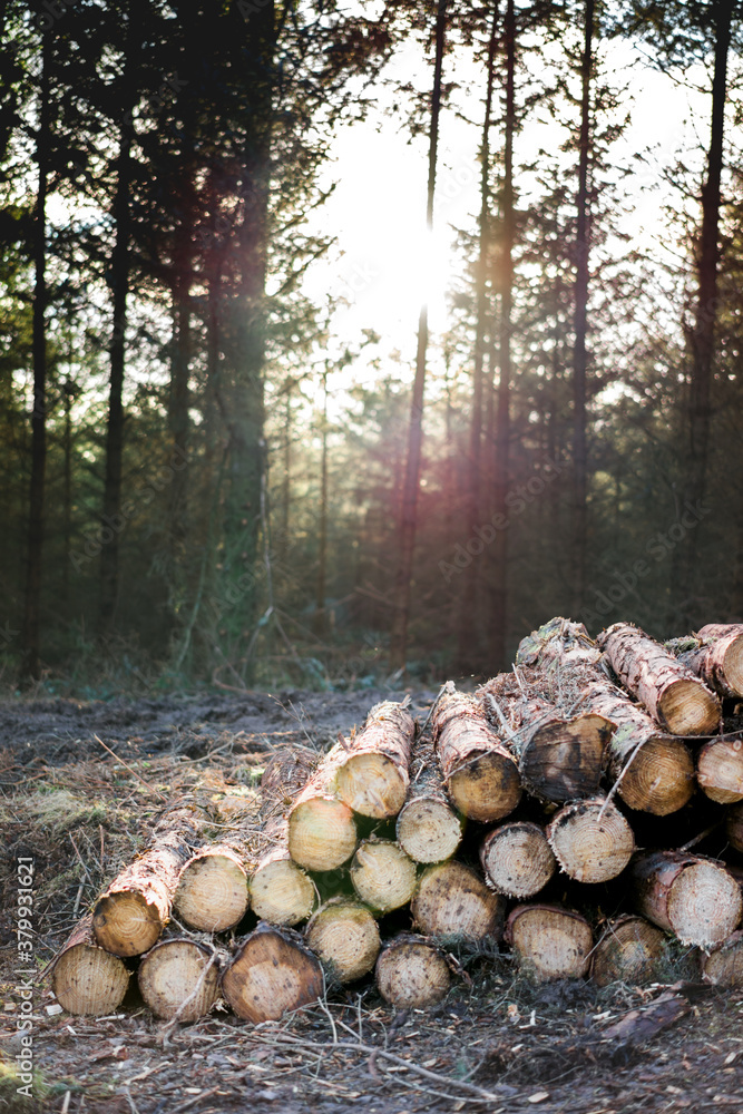 Forestry station in the forest,with freshly felled and stacked tree trunks. Forestry station in the forest,with freshly felled and stacked tree trunks.