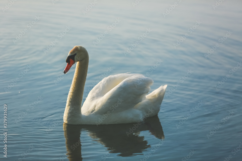 tranquil scene of an elegant swan with orange beak at water tranquil scene of an elegant swan with orange beak at water