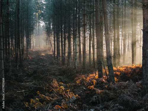 Rays of light in a mist filled forest at sunset. Norfolk, UK. photo