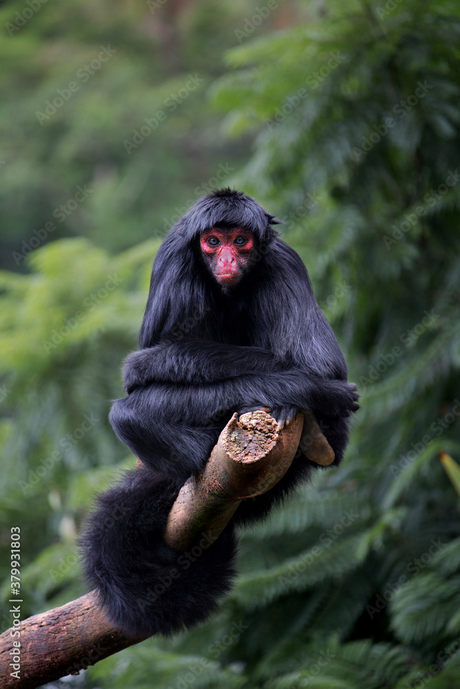 Spider-monkey - Macaco Aranha Homem Aranha PNG Image
