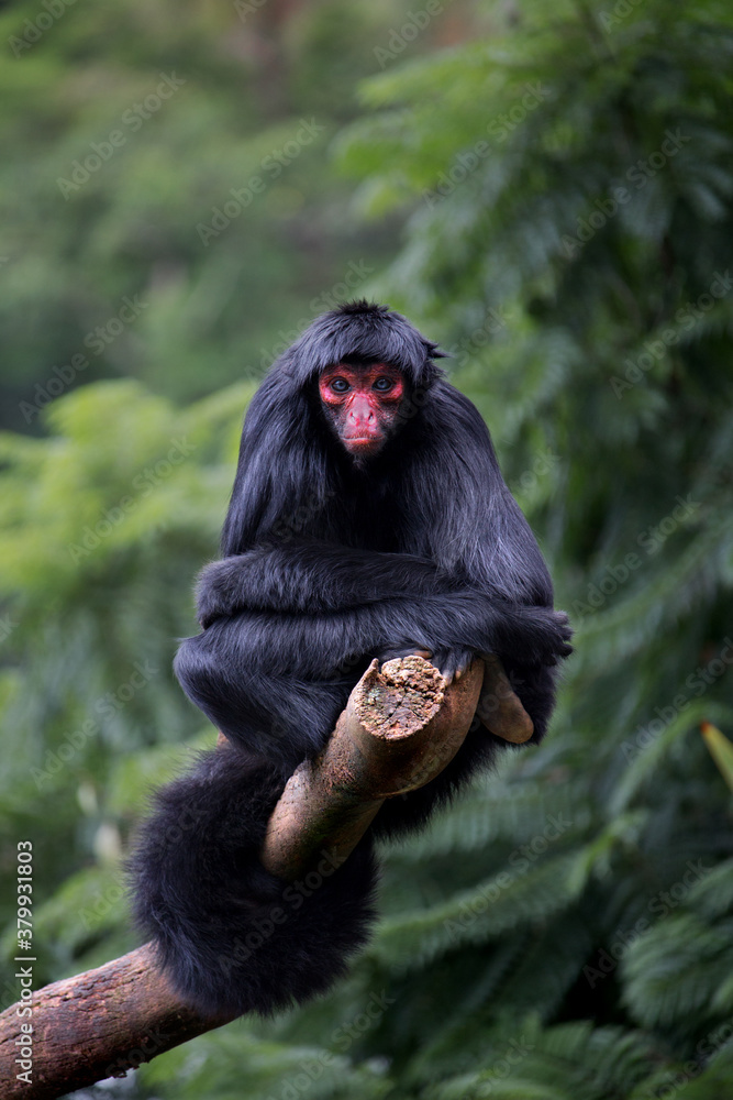 Foto de Preto Macacoaranha e mais fotos de stock de Macaco-aranha