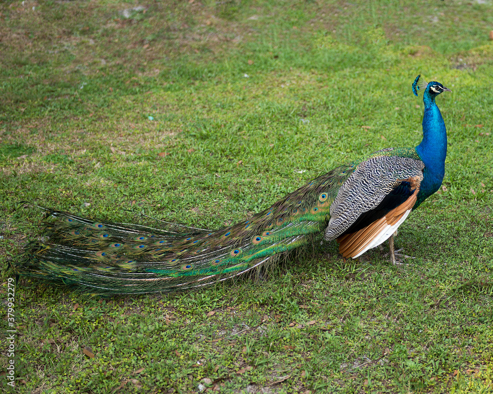 Obraz premium Peacock Stock Photos. Peacock close-up profile view, the beautiful colourful bird walking on green grass. Image. Picture. Peacock bird close-up profile view. Peacock he beautiful colourful bird.