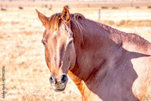 Fotografie horse portrait , horse looking at the camera