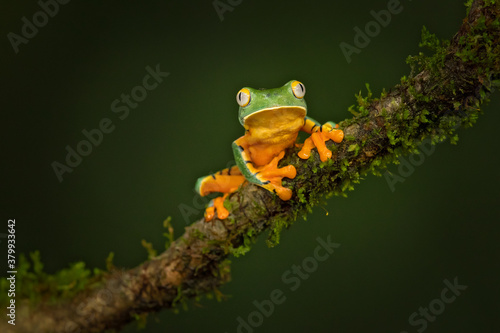 Billede på lærred Cruziohyla calcarifer, the splendid leaf frog or splendid treefrog, is a tree frog of the family Phyllomedusidae described in 1902 by George Albert Boulenger