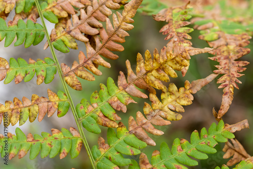 green and orange autumn eagle fern leaves closeup selective focus photo