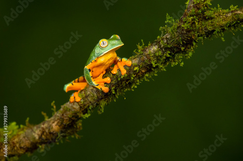 Cruziohyla calcarifer, the splendid leaf frog or splendid treefrog, is a tree frog of the family Phyllomedusidae described in 1902 by George Albert Boulenger.