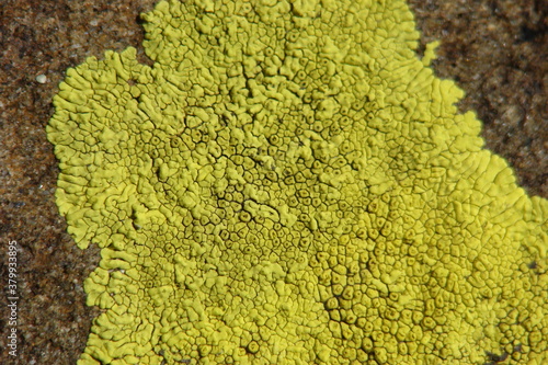 Cracked Lichen (Acarospora hilaris) photo