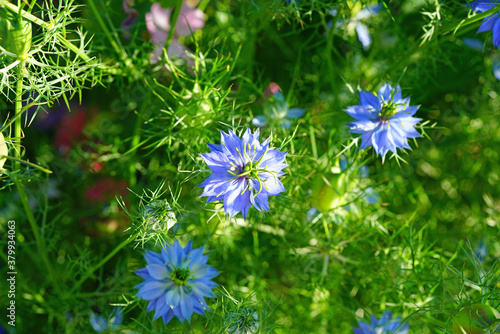 Blue flowers of Love-in-a-mist Nigella photo