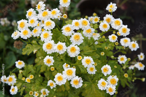 Flowers of chamomile with blurred same flowers in the background.