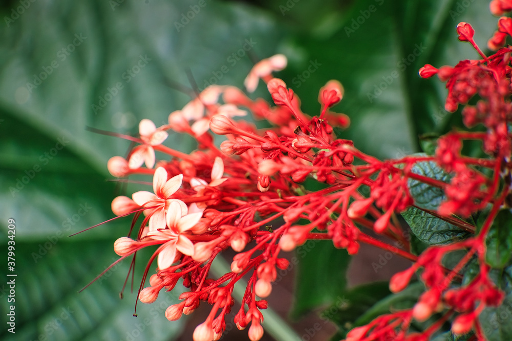 Attention is in the details. A flawless blossom of flowers, A picture is worth a thousand words Attention is in the details. A flawless blossom of flowers, A picture is worth a thousand words