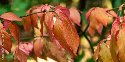 Beautiful autumn background is with the sprig of spindle tree Euonymus europaeus