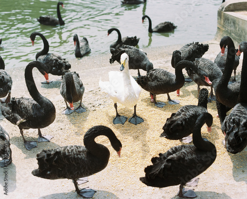 White swan and black swans photo