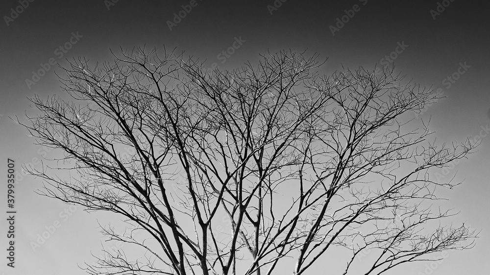 Fototapeta premium silhouette of a tree