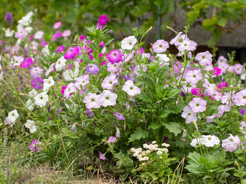 Summer background with petunia flowers in sunlight.